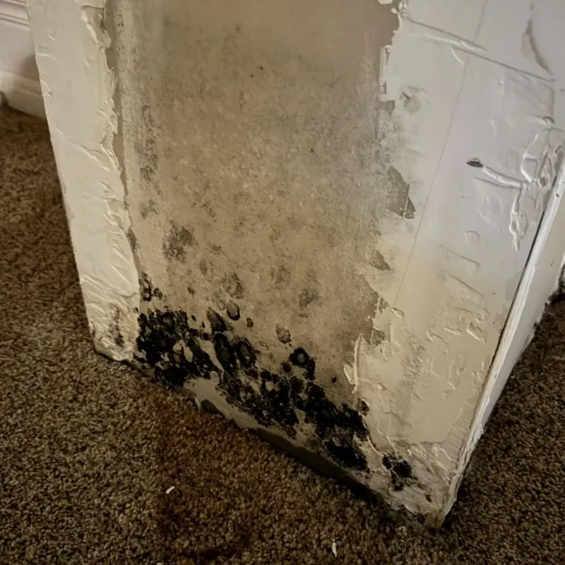 Professional Mold Removal in Crest, CA
